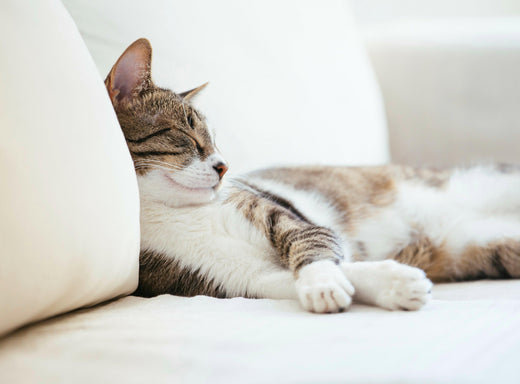 The Ultimate Guide to Cat-Friendly Sofas - Sofa Luz